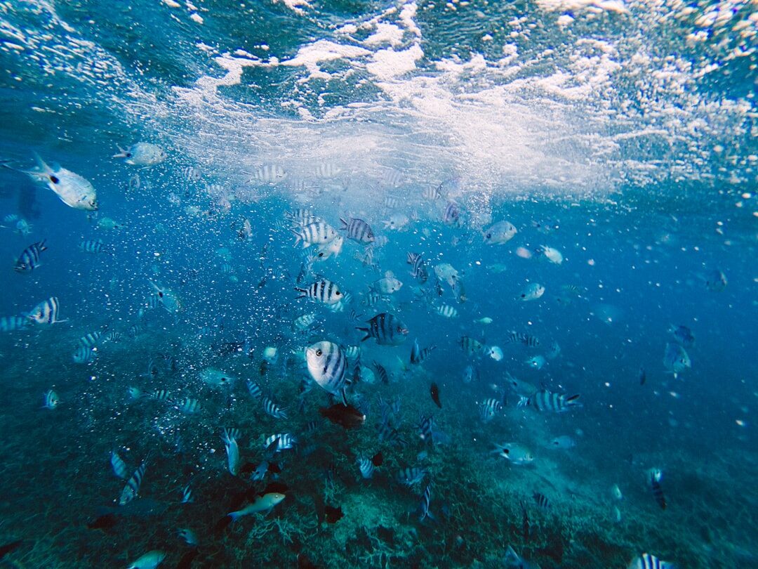 sea creatures underwater